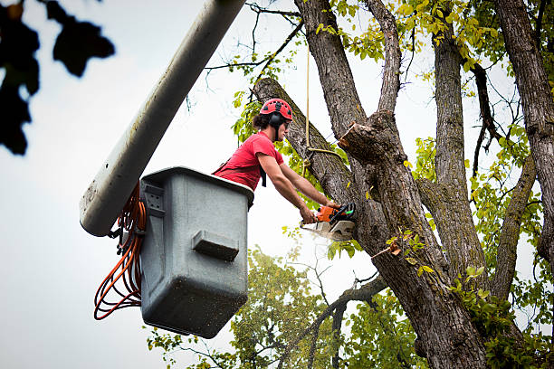 The Steps Involved in Our Tree Care Process in Hampton Beach, NH